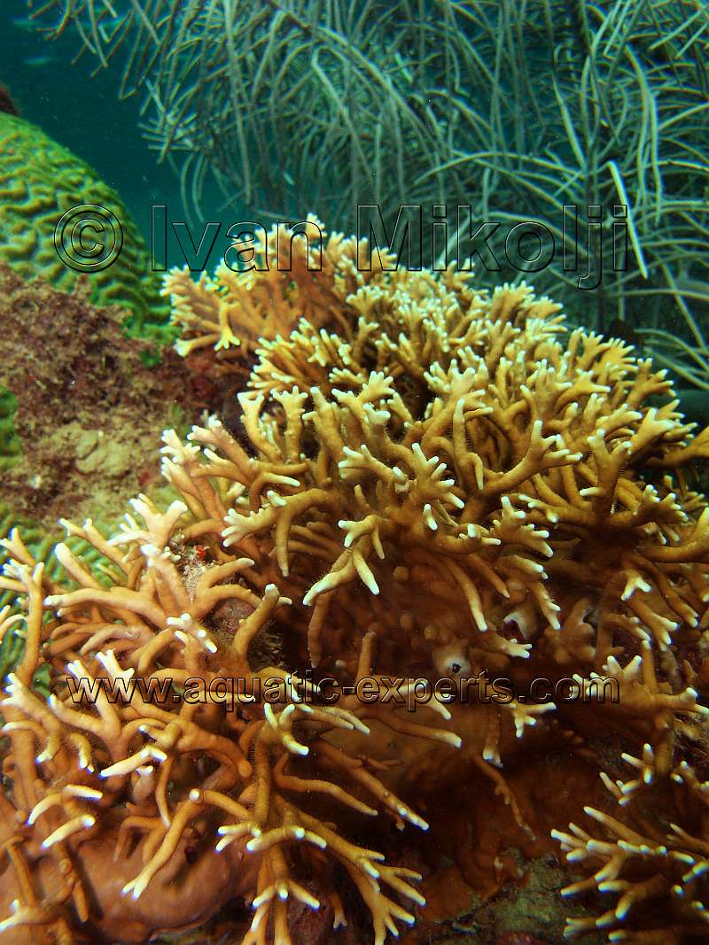 Fire Corals